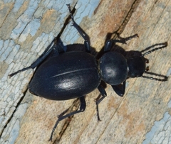 Tentyria incerta