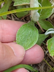 Antennaria parlinii fallax