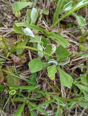 Antennaria parlinii fallax