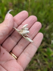 Antennaria parlinii fallax