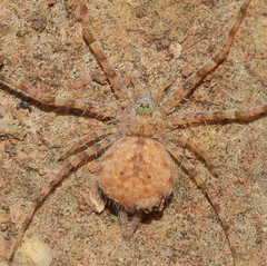Tama edwardsi