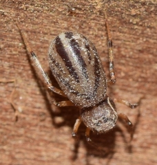 Scytodes velutina