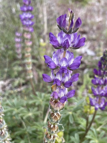 Lupinus microcarpus