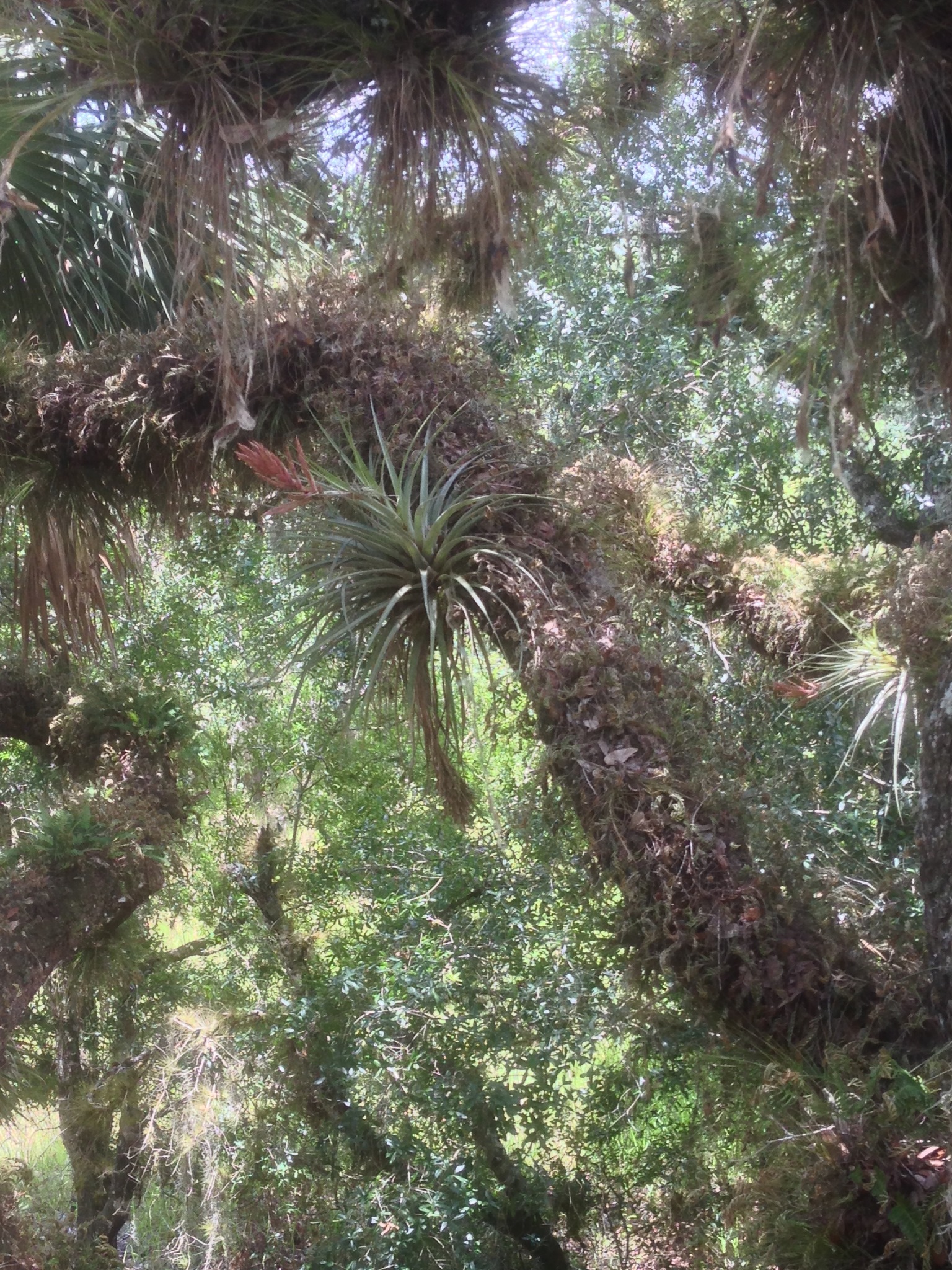 Tillandsia fasciculata var. densispica