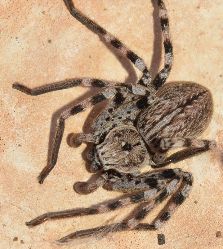 Eusparassus levantinus