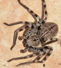 Eusparassus levantinus