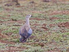 Cyanochen cyanoptera