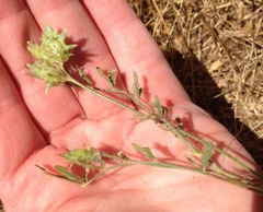 Onobrychis caput-galli