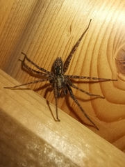 Tegenaria ferruginea