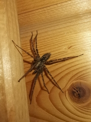 Tegenaria ferruginea