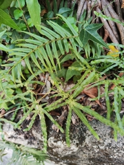 Pteris multifida