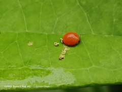 Chilocorus circumdatus