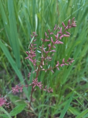 Rorippa sessiliflora