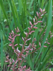 Rorippa sessiliflora