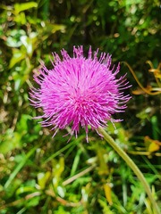 Cirsium filipendulum