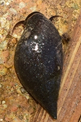 Melanopsis lorcana