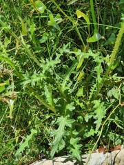 Cirsium filipendulum