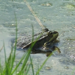 Pelophylax ridibundus