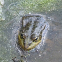 Pelophylax ridibundus