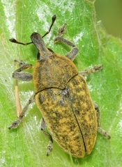 Larinus australis