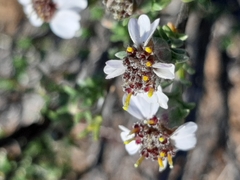 Eriocephalus tenuifolius