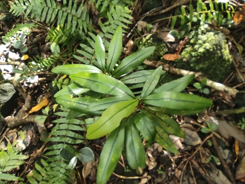 Erythroxylum laurifolium