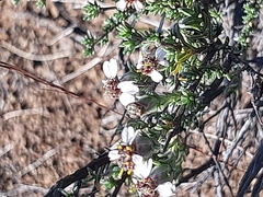 Eriocephalus tenuifolius