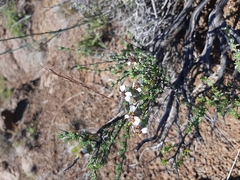 Eriocephalus tenuifolius