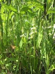 Spiranthes lucida