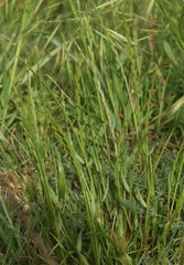 Lolium rigidum