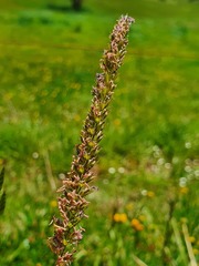 Cynosurus cristatus