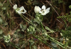 Ornithogalum arabicum