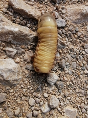 Oryctes nasicornis
