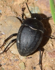 Erodius parvus