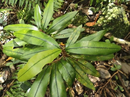 Erythroxylum laurifolium, photograph 2