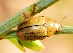 Gonioctena pseudogobanzi