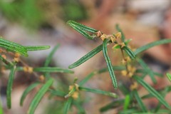 Boronia hapalophylla