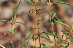 Boronia hapalophylla