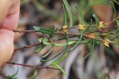 Boronia hapalophylla