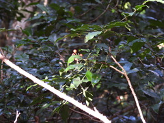 Zanthoxylum brachyacanthum