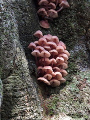 Mycena clarkeana
