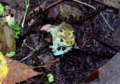 Zhangixalus prominanus