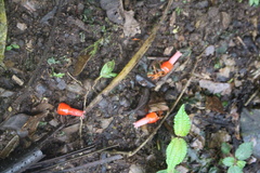 Scutellaria longifolia