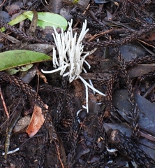Clavaria alboglobospora