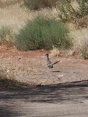 Geococcyx californianus