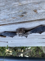 Vespadelus vulturnus