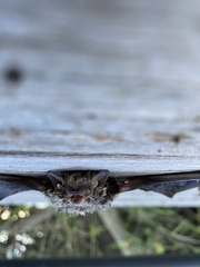 Vespadelus vulturnus