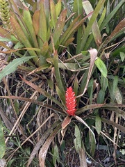 Aechmea hoppii