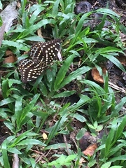 Lexias dirtea merguia