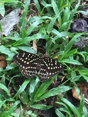 Lexias dirtea merguia